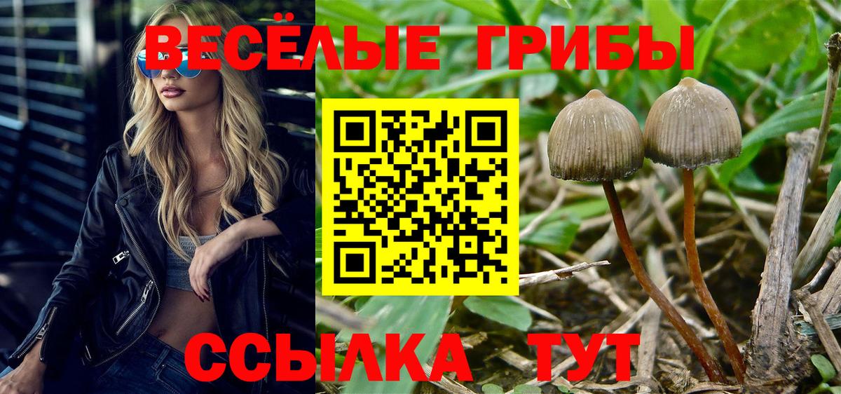 Псилоцибиновые грибы мицелий Светлоград
